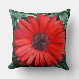Orange Daisy Floral Nature Cushion
