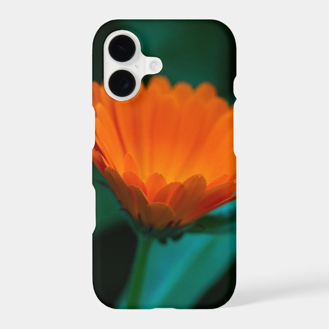 Orange daisy flower (Back)