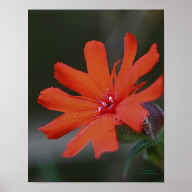 Orange Daisy Flower Close Up Poster (Front)