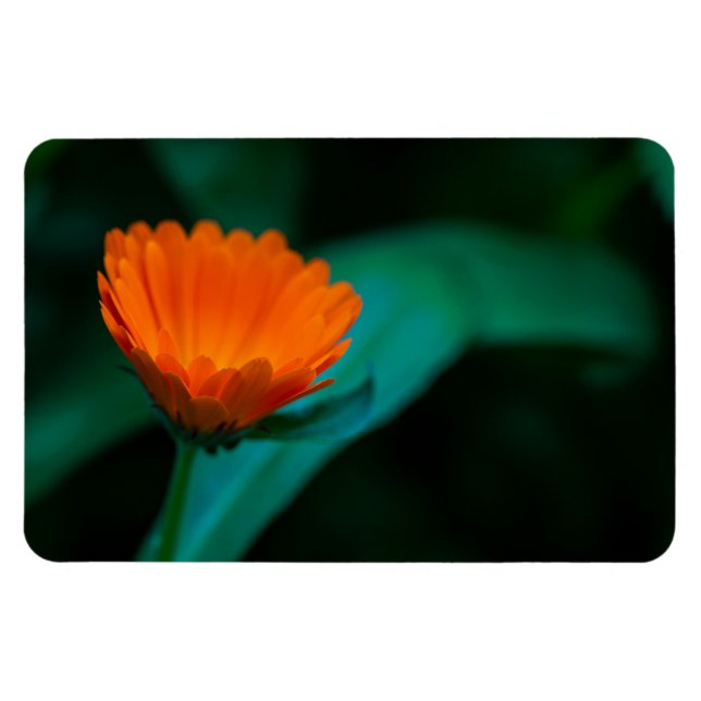 Orange daisy flower magnet (Horizontal)