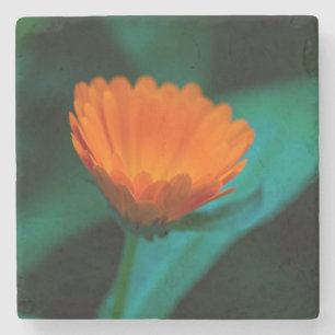Orange Daisy Flower Photograph Stone Coaster