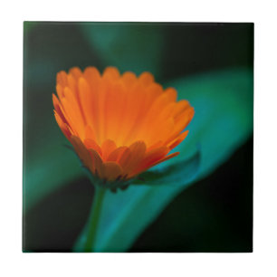 Orange daisy flower tile