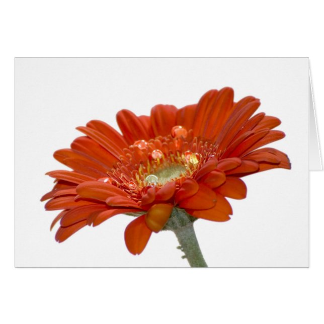 Orange Daisy Gerbera Flower (Front Horizontal)