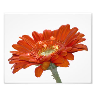 Orange Daisy Gerbera Flower Photo Print