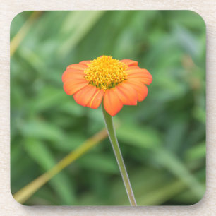Orange daisy hard plastic coasters