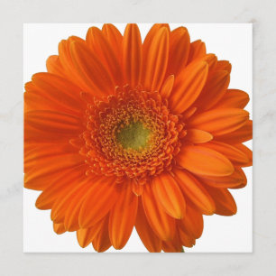 Orange Daisy Invitations