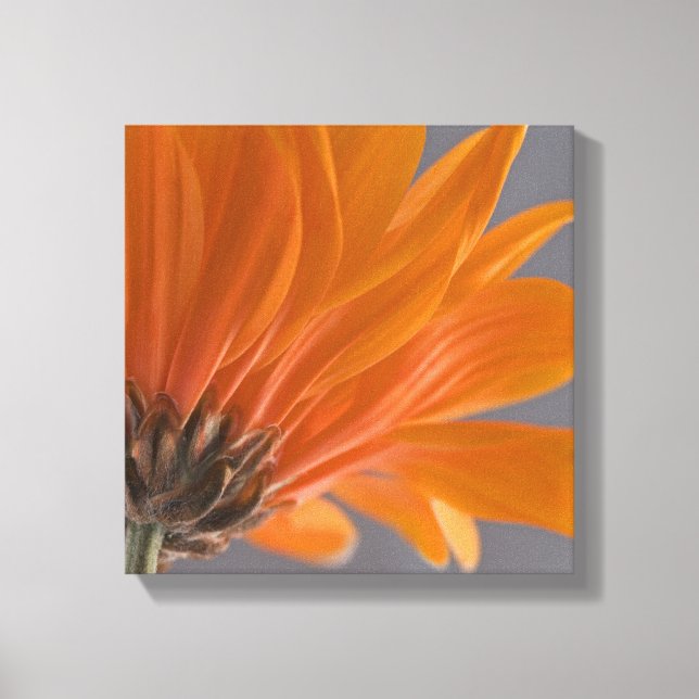 Orange Daisy on Grey Canvas Print (Front)