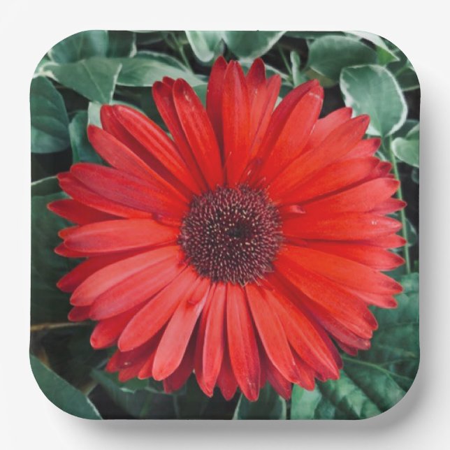 Orange daisy paper plates  (Front)