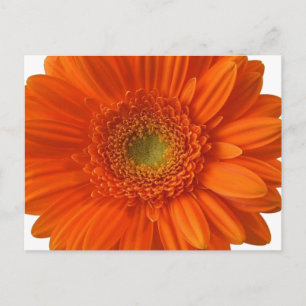 Orange Daisy Postcard