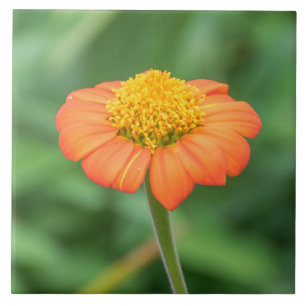 Orange daisy view ceramic tile