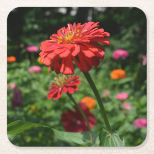 Orange daisy, zinnia, cosmo, sunflower garden square paper coaster