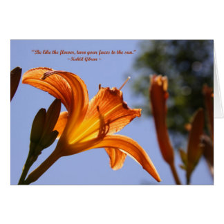 Orange day lily