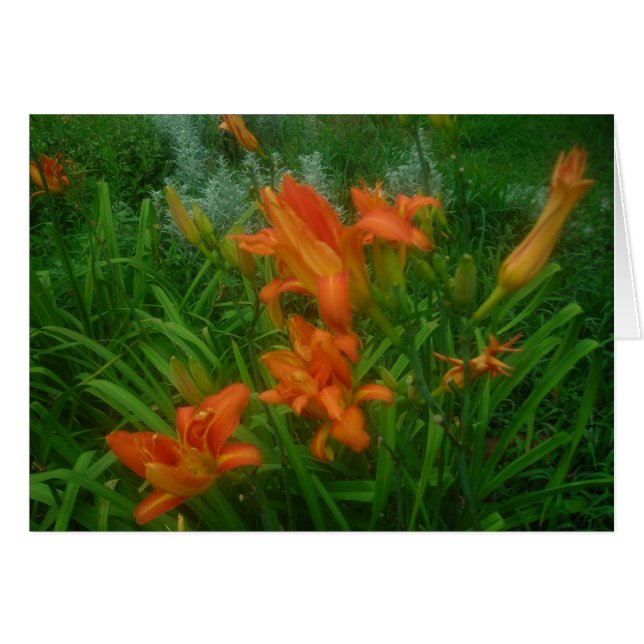 Orange daylilies card (Front Horizontal)