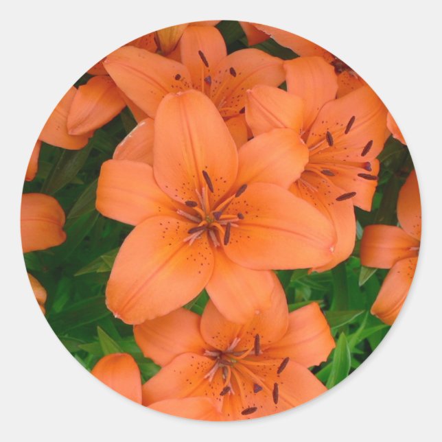 Orange daylilies classic round sticker (Front)