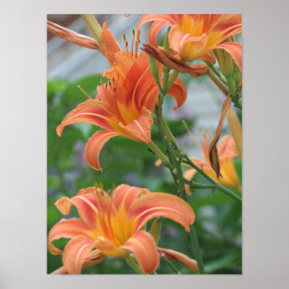 Orange Daylilies Poster