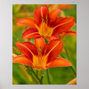Orange Daylilies Poster Paper (Matte)