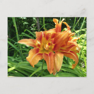 Orange Daylily Flowers Horizontal Postcard