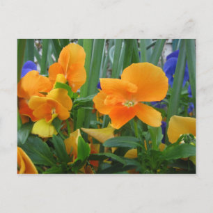 Orange Delight Postcard