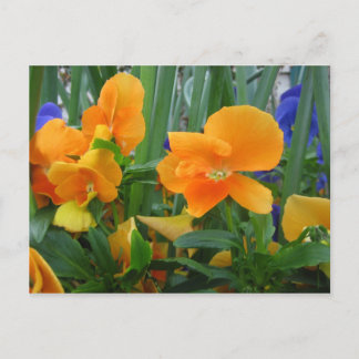 Orange Delight Postcard