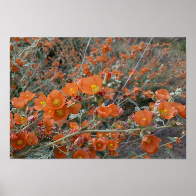Orange Desert Globemallow Flowers In Bloom Poster (Front)