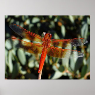 Orange dragonfly with open wings poster