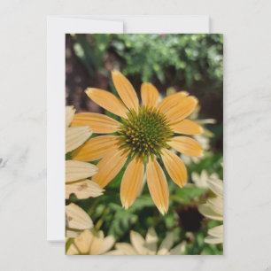 Orange Echinacea Coneflower Flower Blank Card