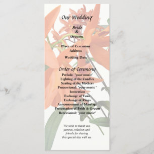 Orange Epidendrum Orchid Programme