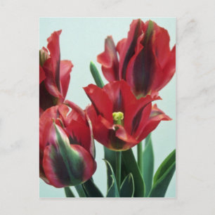 Orange Esperanto, (Tulipo Esperanto) flowers Postcard