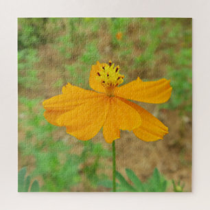 orange,exotic, floral, blossom, nature, background jigsaw puzzle
