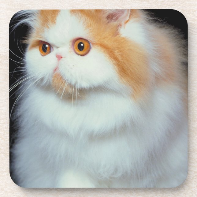 Orange Eyed and Cute Cat Coaster (Front)