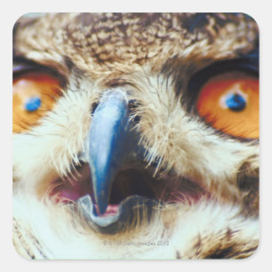 Orange Eyed Owl Square Sticker
