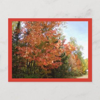 Orange Fall Splendour in MN Postcard