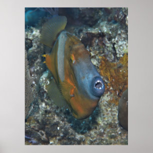 Orange Filefish Poster
