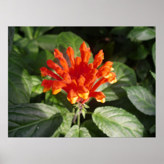 orange flower 02 poster