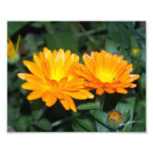 Orange Flower #2204 Photo Print