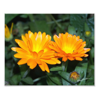 Orange Flower #2204 Photo Print