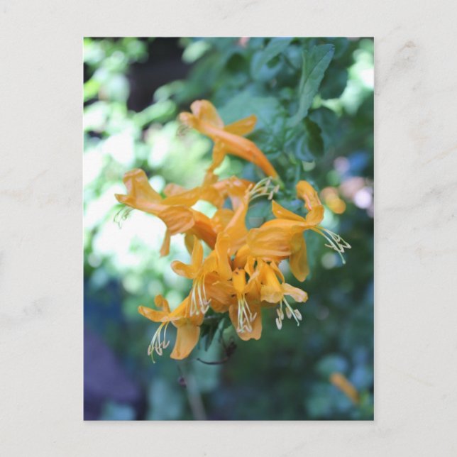 Orange Flower # 5 Postcard (Front)