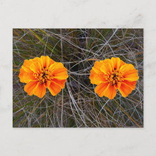 Orange flower art      postcard