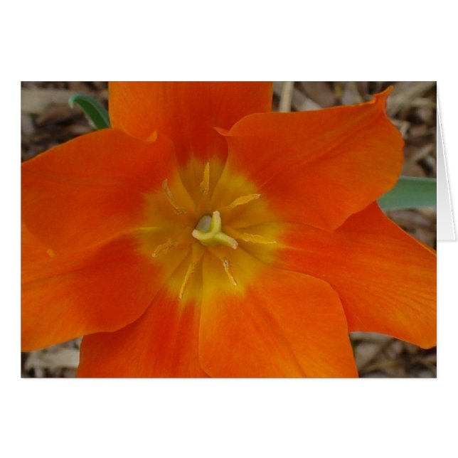 Orange Flower at the Garden (Front Horizontal)