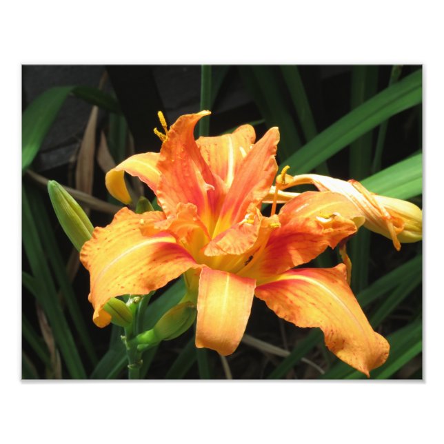 Orange Flower Bloom Floral Photography Photo Print (Front)