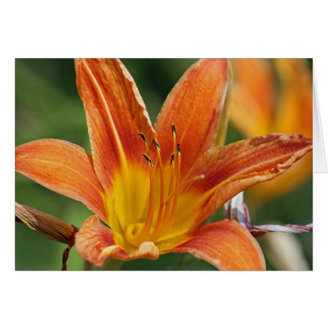 Orange Flower Card (Front Horizontal)