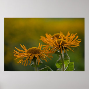Orange flower heads Inula Orientalis CC0023 Poster