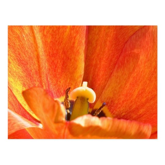 Orange flower macro postcard