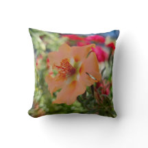 Orange Flower Nature Photography