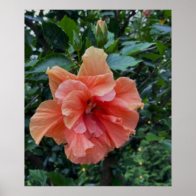 Orange Flower Photo Poster (Front)