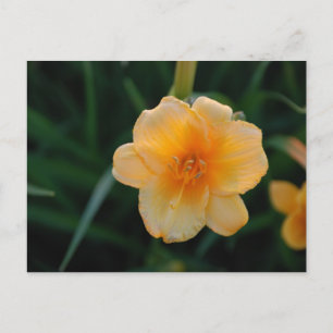 Orange Flower Postcard