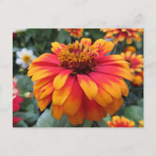 Orange Flower Postcard