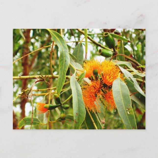 Orange Flower Postcard (Front)
