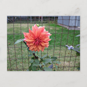 Orange Flower Postcard