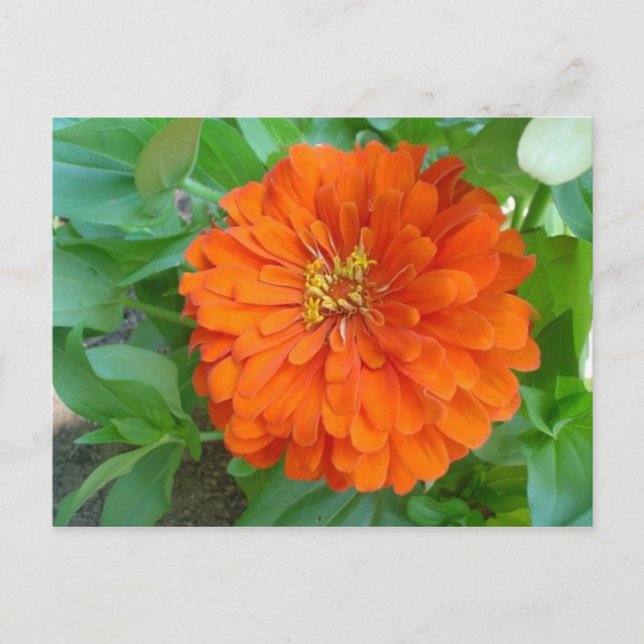Orange Flower Postcard (Front)
